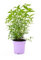 DECOALIVE Hierba Luisa, Cidrón o Cedrón Planta de Exterior Natural