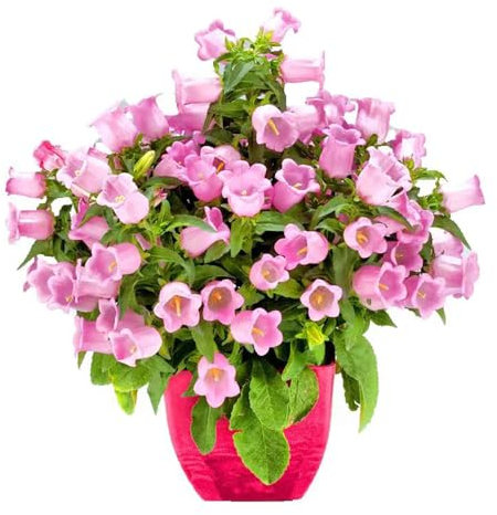 100 Piezas Semillas De Campanula Campanula Plantas A Prueba De Invierno para Balcón Serie De Plantas Raras Semillas De Plantas Variedades Antiguas Semillas De Jardín Plantas En Maceta