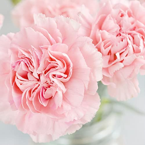 Seedville 50 La France PINK CARNATION Dianthus Caryophyllus Chabaud Flower Seeds *Comb S/H