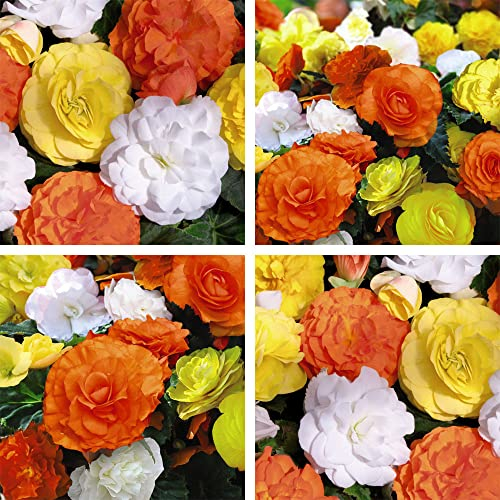 Begonia Non Stop Citrus Mix Garden Plant Half-Hardy Perennial Flowering Garden Plants Easy to Grow Your Own 15x Garden Ready Plants by Thompson and Morgan