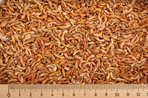 1,0 kg Premium Bachflohkrebse - Koi - Gammarus