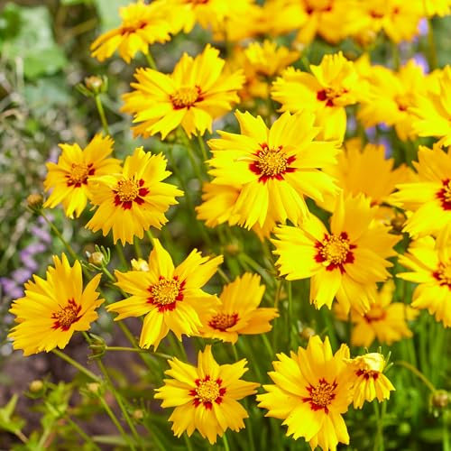 Coreopsis Solar Mellow - Summer Flowering Perennials - Tickseed Gold Plant with Vibrant Blooms - Hardy Perennial Plants Garden Ready - Coreopsis Plants for Beds, Borders, Pots (9cm Pot, 10-20cm)
