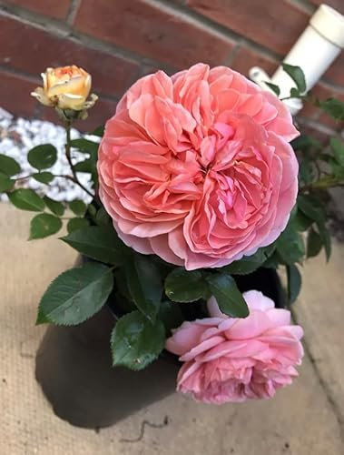 Duchess of Cornwall -Nostalgic Hybrid Tea Fragrant Bush Rose- in A 3 Litre Pot- Gorgeous Colours