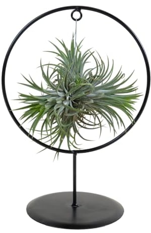 Bloomique - Tillandsia im Zierring - Zimmerpflanze - Luftpflanzen Echt - Tillandsien - Sehr Pflegeleicht - Höhe 30cm