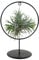 Bloomique - Tillandsia im Zierring - Zimmerpflanze - Luftpflanzen Echt - Tillandsien - Sehr Pflegeleicht - Höhe 30cm