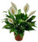 100 Stück Friedenslilie Fiori Spathiphyllum