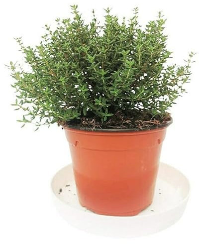 Tomillo Natural Planta con Propiedades de Uso en la Cocina