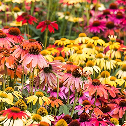 Mischen Sonnenhut Samen 500 Blumensamen Bodendecker Winterhart MehrjäHrig Bonsai Samen FrüHlingsblumen Gartenpflanzen Balkon Blumen Blumenbeet Winterharte Pflanzen FüR Garten