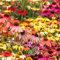 Mischen Sonnenhut Samen 500 Blumensamen Bodendecker Winterhart MehrjäHrig Bonsai Samen FrüHlingsblumen Gartenpflanzen Balkon Blumen Blumenbeet Winterharte Pflanzen FüR Garten