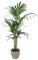 KENTIS - Howea Forsteriana Kentia - Palmier - Vraies Plantes d'Intérieur - H 100-120 cm Pot de Ø 20 cm