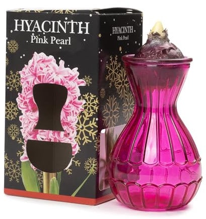 Jamieson Brothers® Hyacinth Bulb in a Beautiful Pink Vase (1 Bulb) – Festive Gift Kit Box, Perfect for Christmas Gifting to Mum, Granny, Wife, or Loved Ones – Grows Fragrant Flowers for the New Year