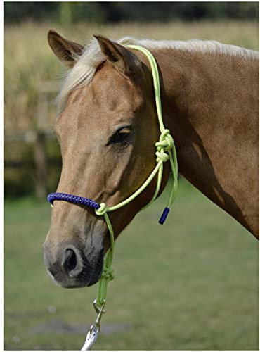 BUSSE Knotenhalfter GLINT, limette/royalblau, Vollblut