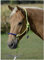 BUSSE Knotenhalfter GLINT, limette/royalblau, Vollblut