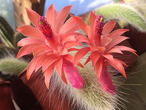 Genipap 90 piezas Hildewintera Cleistocactus Colademonis cola de mono cactus semillas de plantas