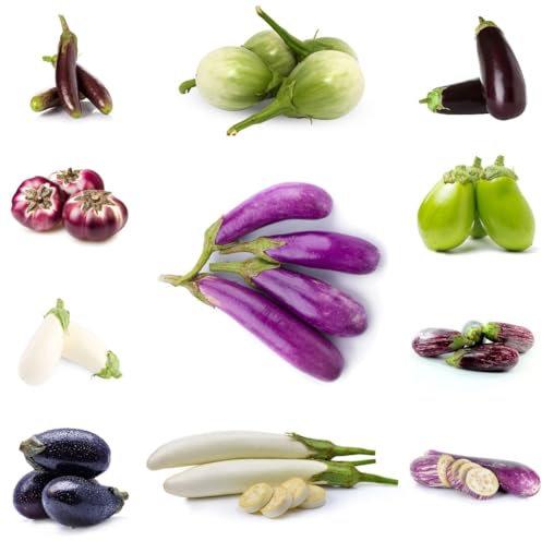200 piezas de plantas de berenjena, compre semillas - ajedrea exótica, Solanum melongena, berenjena ecológica para techos, plantas decorativas, semillas de hortalizas, variedades antiguas,