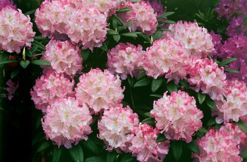 Rhododendron insigne 70-80 cm - Rhododendron, rosa Blüten, Blütezeit Mai-Juni, ideal für schattige Standorte, immergrün, pflegeleicht