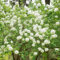 120 pcs schneeball samen dekopflanzen winterharte stauden mehrjährig kübelpflanzen winterhart gartenpflanzen kräutergarten geschenk bienenwiese saatgut gartensamen pflanzensamen wiesensaatgut