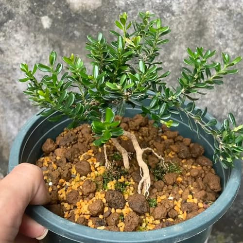 300 piezas semillas de boj Las plantas de jardín son plantas perennes resistentes. balcón de semillas de flores plantas de balcon jardín de plantas plantas de cobertura resistentes