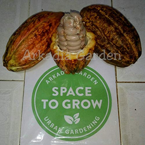 Potseed Keimfutter: 20 Samen: Heirloom Kakaosamen | Theobroma Cacao Samen | Indonesien Schokolade Nut Tree Seed
