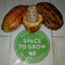 Potseed Keimfutter: 20 Samen: Heirloom Kakaosamen | Theobroma Cacao Samen | Indonesien Schokolade Nut Tree Seed