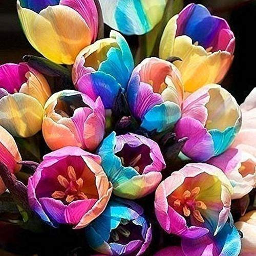 seedsown Seltene Regenbogen-Tulpe Samen Schöne Blumen-Samen-Hausgarten-Pflanzen Dekor Bonsai - 10 Samen