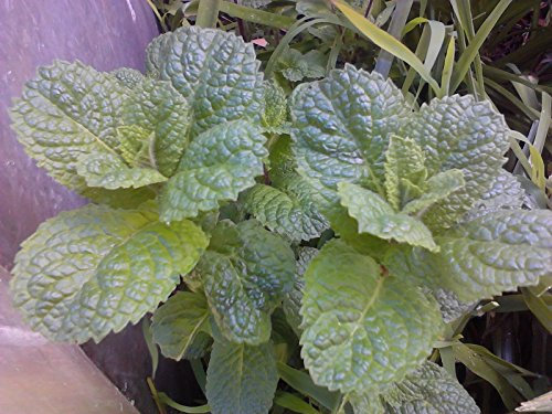 Mentha Piperati (menta piperita) 50 seme