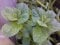 Mentha Piperati (menta piperita) 50 seme