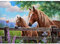 CEOVR Diamond Painting Bilder Erwachsene,5D DIY Diamond-painting Kits,Diamond Painting Set für Dekoration,30x40 cm (braun grün blau)