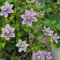Clematis Samen - Clematis florida, kletterpflanzen winterhart schnellwachsend Clematis Winterhart Mehrjährig Pflanze, stauden winterhart mehrjährig steingartenpflanzen winterhart 500pcs