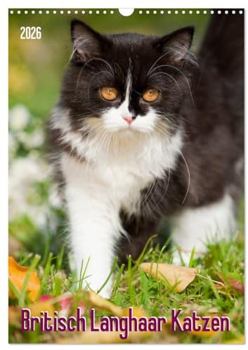 Britisch Langhaar Katzen (Wandkalender 2026 DIN A3 hoch), CALVENDO Monatskalender (CALVENDO Tiere)
