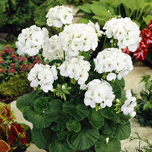 Ein Paket 20 Stück von White Geranium Samen, Stauden Blumensamen Pelargonium Zimmerblumen-Samen