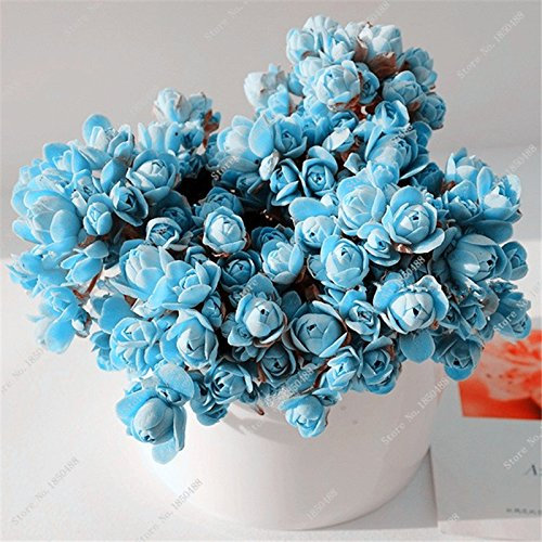 ChinaMarket 50 Pcs raras exóticas semillas de luz azul de la montaña Rose maceta Home planta suculenta Jardín