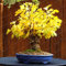 Erbstück Bio Ginkgo Biloba Gingko Mädchenhaar Baum Samen Nüsse Bonsai Baum Aus Samen Blumentopf Für Hausgarten 5 Teile/beutel