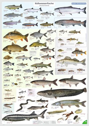 ENTILA Poster: Die Süßwasserfische Deutschlands/Viele wichtige Bestimmungsmerkmale/Perfekt zum Lernen für die Fischerprüfung und jeden Angler (Ausgabe Baden-Württembeg)