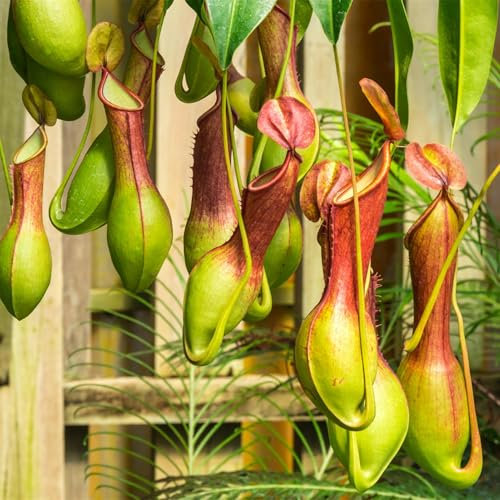 wicoanox 400 Unids/bolsa Semillas de Nepenthes de Crecimiento Rápido Carnívoras Hermosas Bonsai Jardín Semillas de Plantas de Jarra para Balcón Semillas para Plantar Ahora Semillas de nepenthes