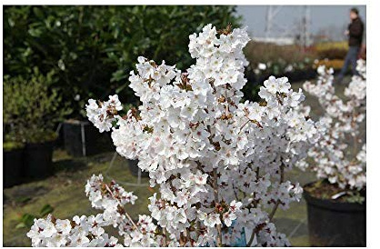 Potted Hardy Garden Plant Cherry, Trees for Small Gardens, White Blossom in Spring, Low Maintenance Plants, 2X Prunus Nipponica Brilliant Plant in a 3.6 Litre Pot by Thompson & Morgan (2)