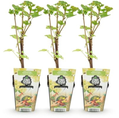 GreenboutiQ - Obstpflanzen - Witte Bes - Ribes rubrum Witte Hollander - Winterhart - 3 Pflanzen - Topf 9 cm - Witte Bes