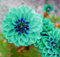 Winterhartes, Zwiebeln Blumen, Gartenpflanzen Winterhart Mehrjährig,Zwiebeln Mix,Lebende Pflanzen,Gartenblumen, Pflanzen Geschenk-4 Dahlien Knollen