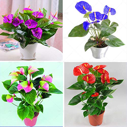 Portal Cool Samen Paket: 5: 100 Stücke Bonsai Anthuri Anthuri Andra Linden Araceae Staude Indoor
