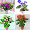 Portal Cool Samen Paket: 5: 100 Stücke Bonsai Anthuri Anthuri Andra Linden Araceae Staude Indoor