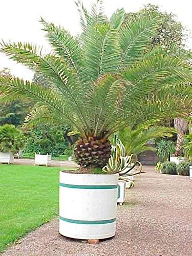 Portal Cool Phoenix Canariensis - Palma da datteri delle Isole Canarie - 10 semi