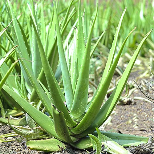 Aloe Vera Samen Zum Pflanzen Fleischfressende Seltene Pflanze Serie - Bio Balkon Pflanze Gartenpflanzen Deko Zimmer Sukkulenten Topf Bonsai KräUtergarten Geschenk Saatgut 150Stück
