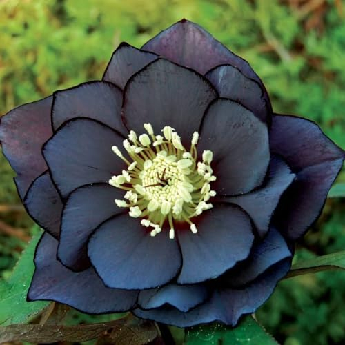 80 Pcs Christrosen Samen, Christrose Pflanze Samen, Bienenweide Saatgut Mehrjährig, Geschenke Für Gartenfreunde, Helleborus Thibetanus, Wiesensaatgut, Garten Geschenk Blumendeko,