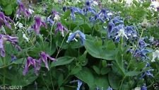 25 CLEMATIS Integrifolia mongoli Bells mix (semi), rosa, bianco, lavanda, blu