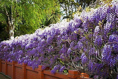 Wisteria Plant Climbing - Wisteria Amethyst Falls - Blue Wisteria Plant in a 9cm Pot Ready to Plant