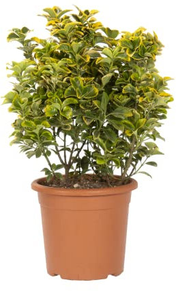KENTIS - Euonymus Japonicus Aurea - Japanischer Spindelstrauch – Winterharte Pflanzen für Garten – Hoch 60-80 cm Topf Ø 24 cm