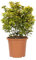 KENTIS - Euonymus Japonicus Aurea - Japanischer Spindelstrauch – Winterharte Pflanzen für Garten – Hoch 60-80 cm Topf Ø 24 cm