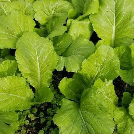 60 semillas de mostaza verde de hoja ancha
