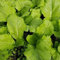 60 semillas de mostaza verde de hoja ancha