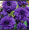 Dahlien Knollen Winterharte MehrjäHrig, Dahlien Knollen Groß, Romantische Dahlie,Gartenzwiebeln, Winterhart zwiebeln, Winterhartes Pflanzen, Dahlia Pompon-4 Zwiebeln-B